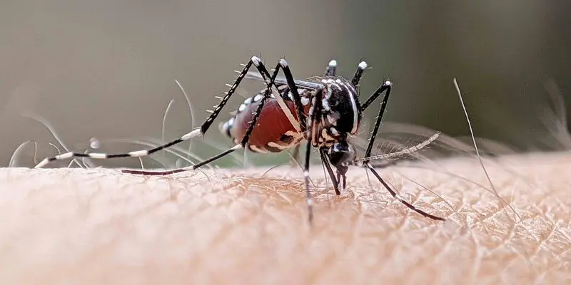 76211-header-image-to-block-degue-humans-and-mosquitoes-could-share-antivirals-kr2-m.jpg