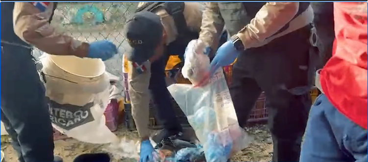 Golpe al microtráfico en Verón: DNCD incauta más de 2,700 gramos de droga y captura a prófugo reincidente