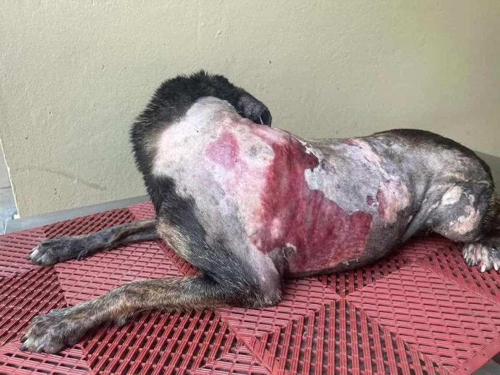 perra quemada 2290318f