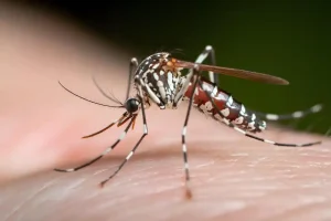 Proyecto Debug: El plan biotecnológico de Google para combatir los mosquitos del dengue y zika