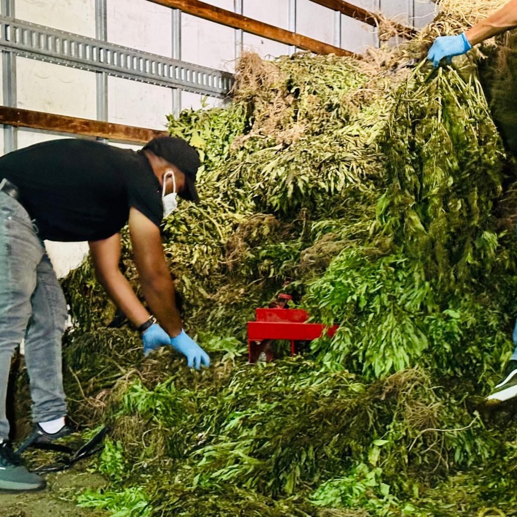 Marihuana ocupada en San Jose de Oca Foto DNCD 3 scaled 1
