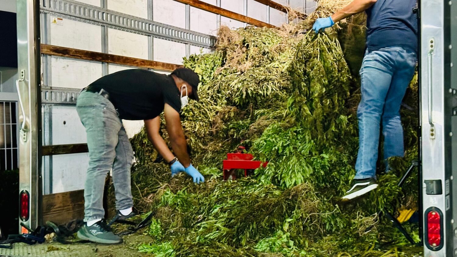 Marihuana-ocupada-en-San-Jose-de-Oca-Foto-DNCD-3-scaled-1.jpeg