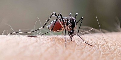 76211 header image to block degue humans and mosquitoes could share antivirals kr2 m