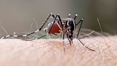 76211-header-image-to-block-degue-humans-and-mosquitoes-could-share-antivirals-kr2-m.jpg