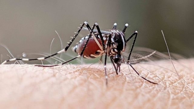 76211-header-image-to-block-degue-humans-and-mosquitoes-could-share-antivirals-kr2-m.jpg