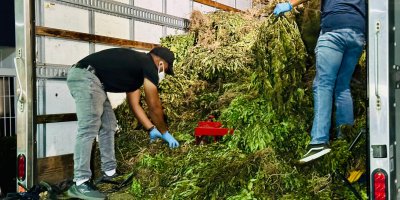 Marihuana ocupada en San Jose de Oca Foto DNCD 3 scaled 1 24ydqgav1eyc6vvp4qwu4vrwj0s4heezz15q4n22c4v8