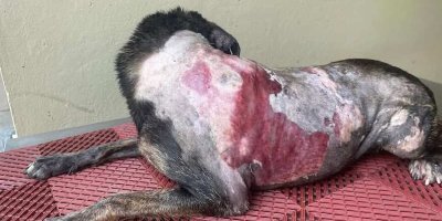 perra quemada 2290318f